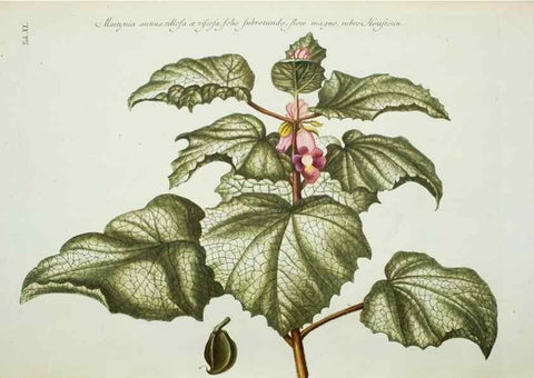 Reproducción/Reproduction 29595788694: Illustrationes florae novae hollandiae, sive icones generum quae in prodromo florae novae hollandiae et insulae van diemen descripsit robertus brown. Londini :Veneunt apud auctorem,1813