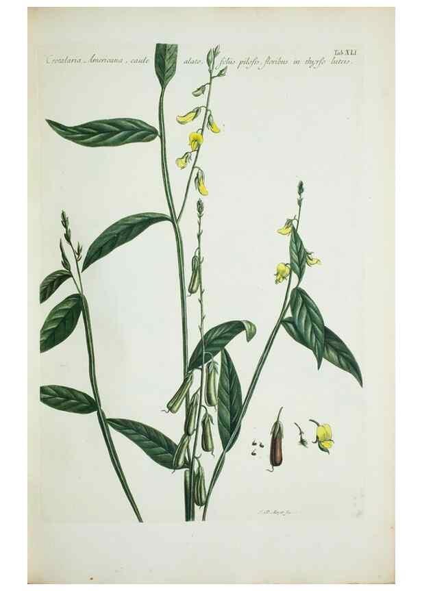 Reproducción/Reproduction 30111098032: Illustrationes florae novae hollandiae, sive icones generum quae in prodromo florae novae hollandiae et insulae van diemen descripsit robertus brown. Londini :Veneunt apud auctorem,1813