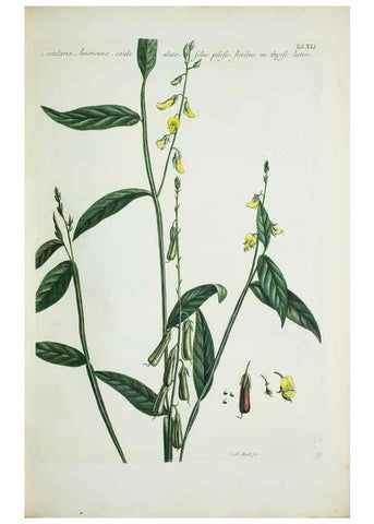 Reproducción/Reproduction 30111098032: Illustrationes florae novae hollandiae, sive icones generum quae in prodromo florae novae hollandiae et insulae van diemen descripsit robertus brown. Londini :Veneunt apud auctorem,1813
