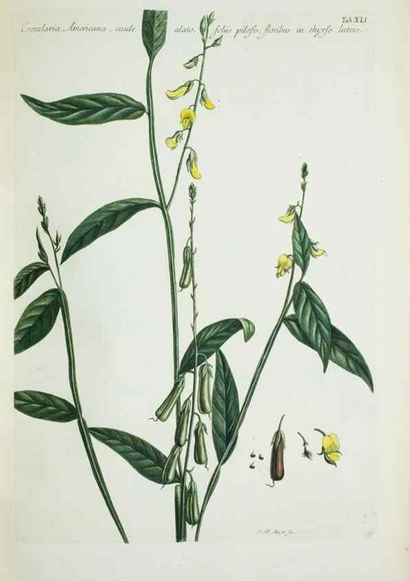 Reproducción/Reproduction 30111098032: Illustrationes florae novae hollandiae, sive icones generum quae in prodromo florae novae hollandiae et insulae van diemen descripsit robertus brown. Londini :Veneunt apud auctorem,1813