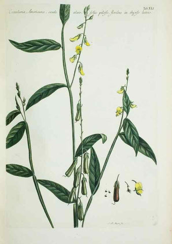 Reproducción/Reproduction 30111098032: Illustrationes florae novae hollandiae, sive icones generum quae in prodromo florae novae hollandiae et insulae van diemen descripsit robertus brown. Londini :Veneunt apud auctorem,1813