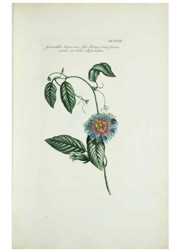 Reproducción/Reproduction 29595765134: Illustrationes florae novae hollandiae, sive icones generum quae in prodromo florae novae hollandiae et insulae van diemen descripsit robertus brown. Londini :Veneunt apud auctorem,1813