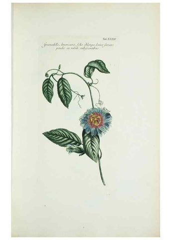 Reproducción/Reproduction 29595765134: Illustrationes florae novae hollandiae, sive icones generum quae in prodromo florae novae hollandiae et insulae van diemen descripsit robertus brown. Londini :Veneunt apud auctorem,1813