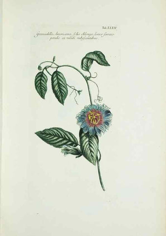 Reproducción/Reproduction 29595765134: Illustrationes florae novae hollandiae, sive icones generum quae in prodromo florae novae hollandiae et insulae van diemen descripsit robertus brown. Londini :Veneunt apud auctorem,1813