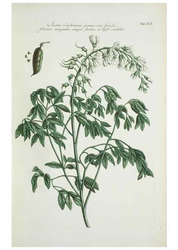 Reproducción/Reproduction 30191120796: Illustrationes florae novae hollandiae, sive icones generum quae in prodromo florae novae hollandiae et insulae van diemen descripsit robertus brown. Londini :Veneunt apud auctorem,1813