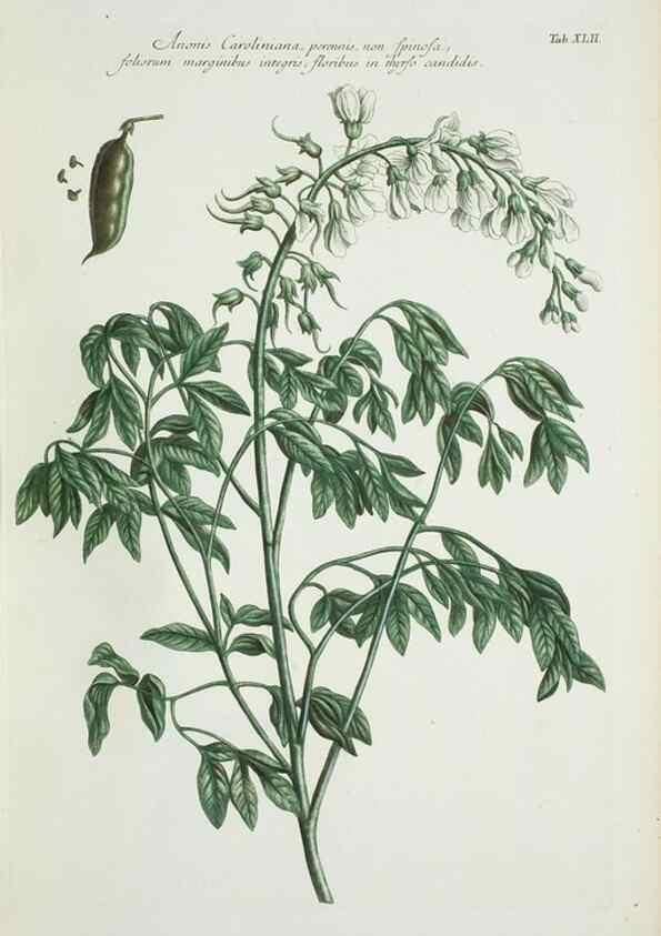 Reproducción/Reproduction 30191120796: Illustrationes florae novae hollandiae, sive icones generum quae in prodromo florae novae hollandiae et insulae van diemen descripsit robertus brown. Londini :Veneunt apud auctorem,1813