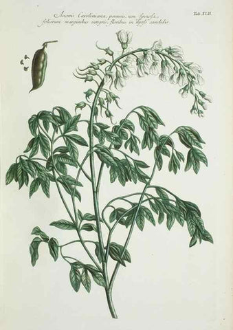 Reproducción/Reproduction 30191120796: Illustrationes florae novae hollandiae, sive icones generum quae in prodromo florae novae hollandiae et insulae van diemen descripsit robertus brown. Londini :Veneunt apud auctorem,1813