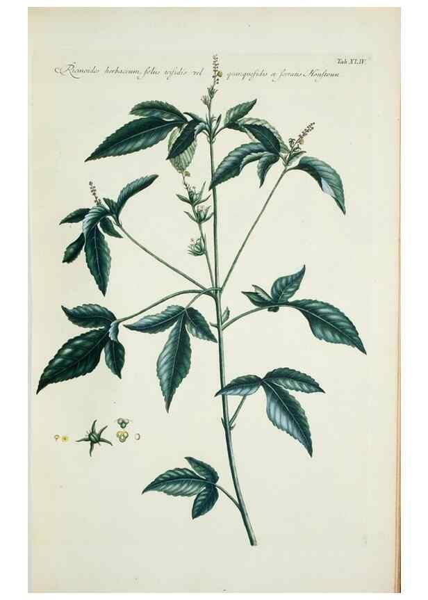 Reproducción/Reproduction 30191127736: Illustrationes florae novae hollandiae, sive icones generum quae in prodromo florae novae hollandiae et insulae van diemen descripsit robertus brown. Londini :Veneunt apud auctorem,1813
