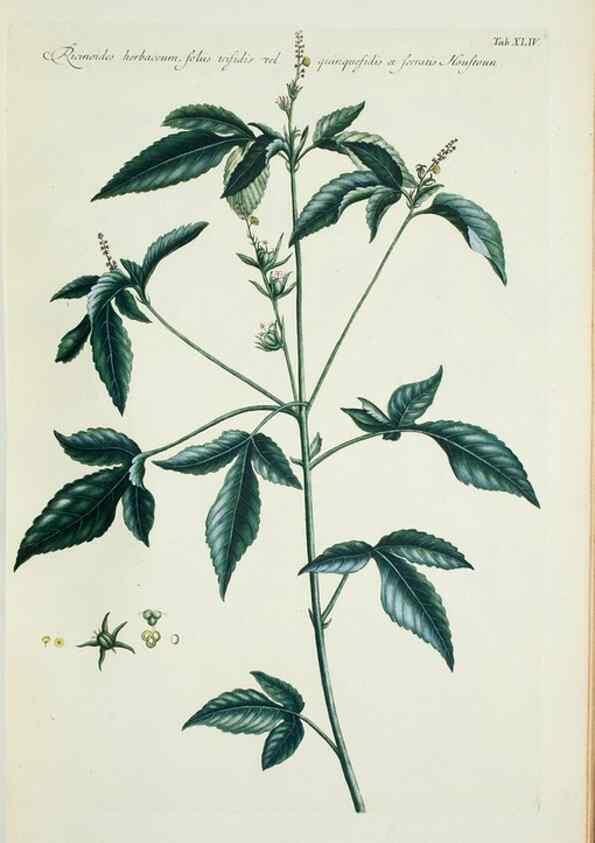 Reproducción/Reproduction 30191127736: Illustrationes florae novae hollandiae, sive icones generum quae in prodromo florae novae hollandiae et insulae van diemen descripsit robertus brown. Londini :Veneunt apud auctorem,1813