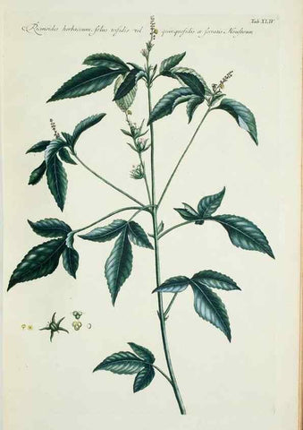 Reproducción/Reproduction 30191127736: Illustrationes florae novae hollandiae, sive icones generum quae in prodromo florae novae hollandiae et insulae van diemen descripsit robertus brown. Londini :Veneunt apud auctorem,1813
