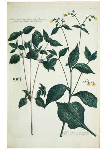 Reproducción/Reproduction 30111111762: Illustrationes florae novae hollandiae, sive icones generum quae in prodromo florae novae hollandiae et insulae van diemen descripsit robertus brown. Londini :Veneunt apud auctorem,1813