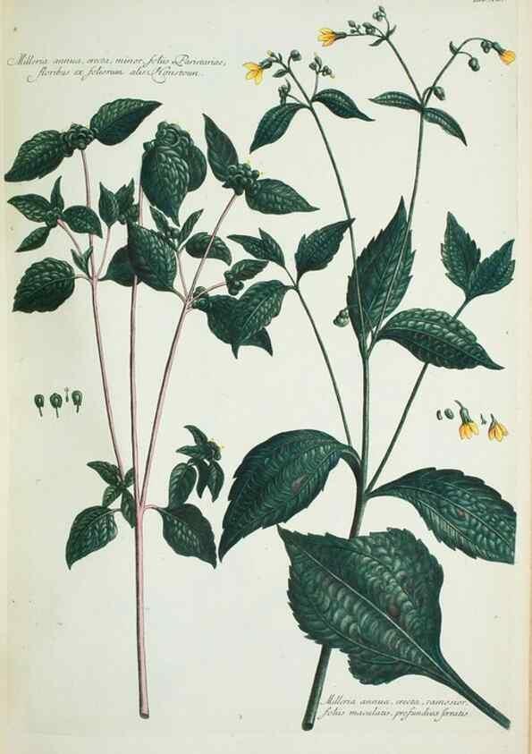Reproducción/Reproduction 30111111762: Illustrationes florae novae hollandiae, sive icones generum quae in prodromo florae novae hollandiae et insulae van diemen descripsit robertus brown. Londini :Veneunt apud auctorem,1813