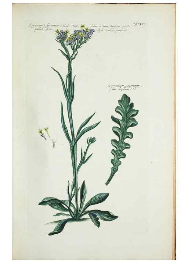 Reproducción/Reproduction 30191135196: Illustrationes florae novae hollandiae, sive icones generum quae in prodromo florae novae hollandiae et insulae van diemen descripsit robertus brown. Londini :Veneunt apud auctorem,1813