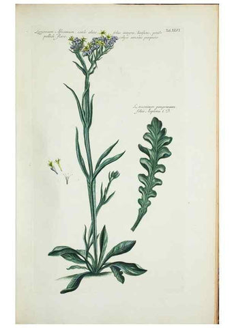 Reproducción/Reproduction 30191135196: Illustrationes florae novae hollandiae, sive icones generum quae in prodromo florae novae hollandiae et insulae van diemen descripsit robertus brown. Londini :Veneunt apud auctorem,1813