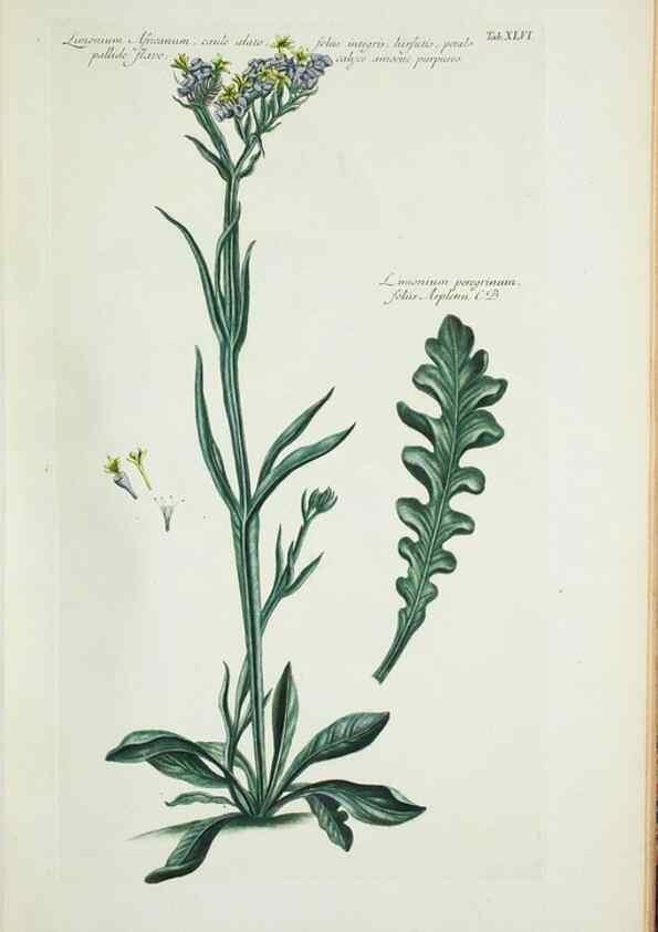 Reproducción/Reproduction 30191135196: Illustrationes florae novae hollandiae, sive icones generum quae in prodromo florae novae hollandiae et insulae van diemen descripsit robertus brown. Londini :Veneunt apud auctorem,1813