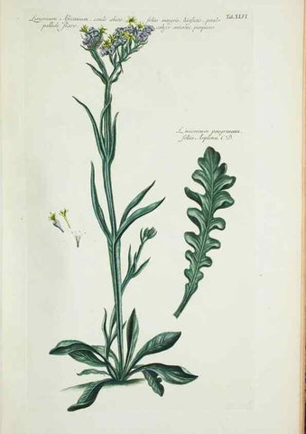 Reproducción/Reproduction 30191135196: Illustrationes florae novae hollandiae, sive icones generum quae in prodromo florae novae hollandiae et insulae van diemen descripsit robertus brown. Londini :Veneunt apud auctorem,1813