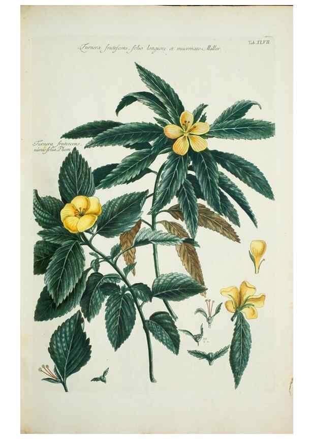 Reproducción/Reproduction 29929672220: Illustrationes florae novae hollandiae, sive icones generum quae in prodromo florae novae hollandiae et insulae van diemen descripsit robertus brown. Londini :Veneunt apud auctorem,1813