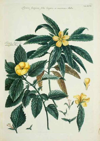 Reproducción/Reproduction 29929672220: Illustrationes florae novae hollandiae, sive icones generum quae in prodromo florae novae hollandiae et insulae van diemen descripsit robertus brown. Londini :Veneunt apud auctorem,1813