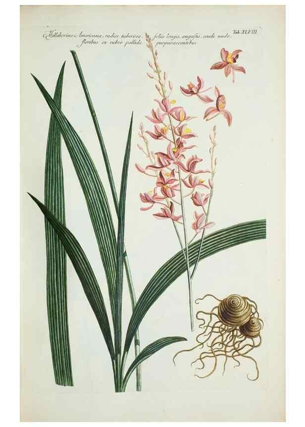 Reproducción/Reproduction 30191144406: Illustrationes florae novae hollandiae, sive icones generum quae in prodromo florae novae hollandiae et insulae van diemen descripsit robertus brown. Londini :Veneunt apud auctorem,1813