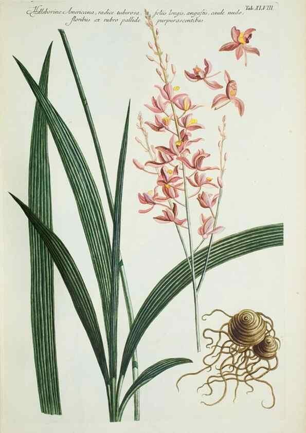 Reproducción/Reproduction 30191144406: Illustrationes florae novae hollandiae, sive icones generum quae in prodromo florae novae hollandiae et insulae van diemen descripsit robertus brown. Londini :Veneunt apud auctorem,1813