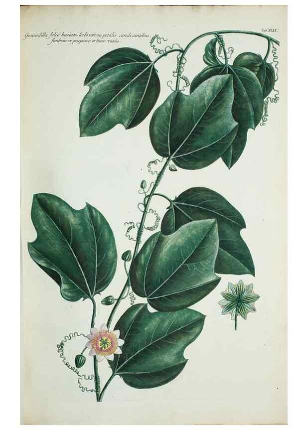 Reproducción/Reproduction 30140634561: Illustrationes florae novae hollandiae, sive icones generum quae in prodromo florae novae hollandiae et insulae van diemen descripsit robertus brown. Londini :Veneunt apud auctorem,1813