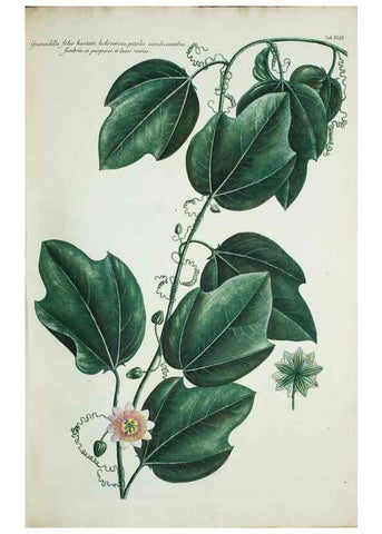 Reproducción/Reproduction 30140634561: Illustrationes florae novae hollandiae, sive icones generum quae in prodromo florae novae hollandiae et insulae van diemen descripsit robertus brown. Londini :Veneunt apud auctorem,1813