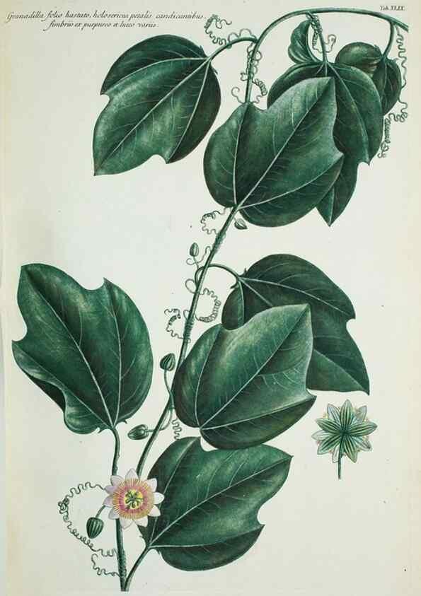 Reproducción/Reproduction 30140634561: Illustrationes florae novae hollandiae, sive icones generum quae in prodromo florae novae hollandiae et insulae van diemen descripsit robertus brown. Londini :Veneunt apud auctorem,1813