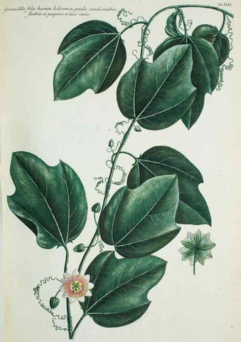 Reproducción/Reproduction 30140634561: Illustrationes florae novae hollandiae, sive icones generum quae in prodromo florae novae hollandiae et insulae van diemen descripsit robertus brown. Londini :Veneunt apud auctorem,1813