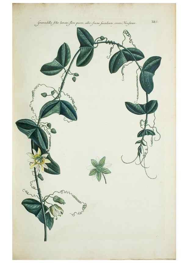Reproducción/Reproduction 30191158576: Illustrationes florae novae hollandiae, sive icones generum quae in prodromo florae novae hollandiae et insulae van diemen descripsit robertus brown. Londini :Veneunt apud auctorem,1813