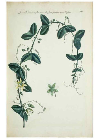Reproducción/Reproduction 30191158576: Illustrationes florae novae hollandiae, sive icones generum quae in prodromo florae novae hollandiae et insulae van diemen descripsit robertus brown. Londini :Veneunt apud auctorem,1813