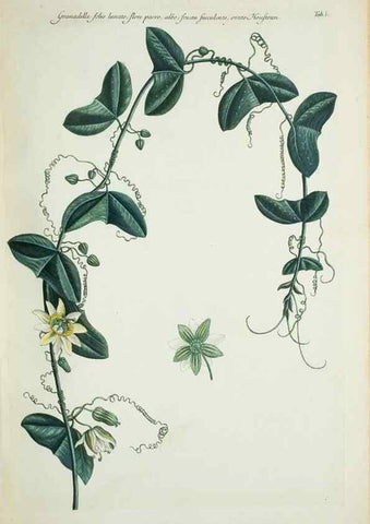 Reproducción/Reproduction 30191158576: Illustrationes florae novae hollandiae, sive icones generum quae in prodromo florae novae hollandiae et insulae van diemen descripsit robertus brown. Londini :Veneunt apud auctorem,1813