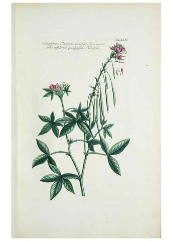 Reproducción/Reproduction 29929655740: Illustrationes florae novae hollandiae, sive icones generum quae in prodromo florae novae hollandiae et insulae van diemen descripsit robertus brown. Londini :Veneunt apud auctorem,1813