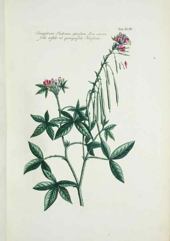 Reproducción/Reproduction 29929655740: Illustrationes florae novae hollandiae, sive icones generum quae in prodromo florae novae hollandiae et insulae van diemen descripsit robertus brown. Londini :Veneunt apud auctorem,1813