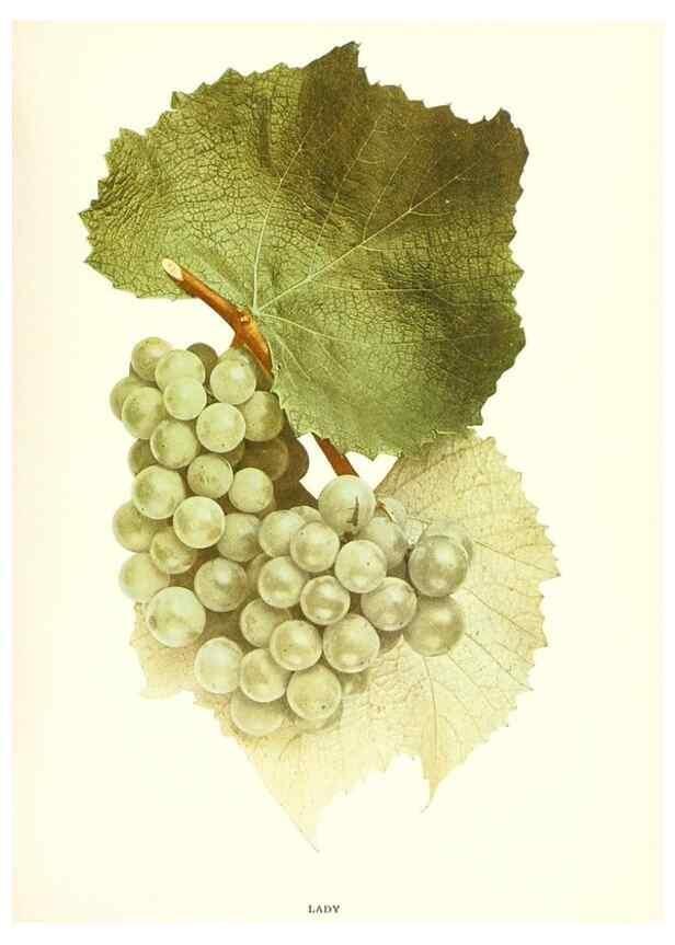 Reproducción/Reproduction 30097115676: The grapes of New York,. Albany,Lyon,1908.