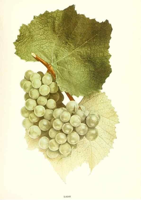 Reproducción/Reproduction 30097115676: The grapes of New York,. Albany,Lyon,1908.
