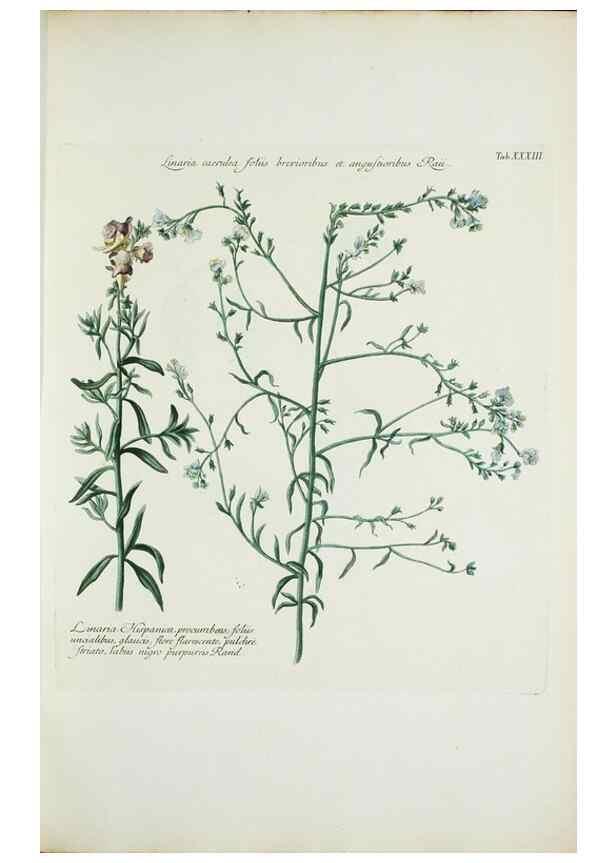 Reproducción/Reproduction 29596512023: Illustrationes florae novae hollandiae, sive icones generum quae in prodromo florae novae hollandiae et insulae van diemen descripsit robertus brown. Londini :Veneunt apud auctorem,1813