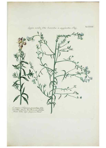 Reproducción/Reproduction 29596512023: Illustrationes florae novae hollandiae, sive icones generum quae in prodromo florae novae hollandiae et insulae van diemen descripsit robertus brown. Londini :Veneunt apud auctorem,1813