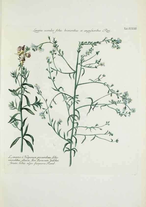 Reproducción/Reproduction 29596512023: Illustrationes florae novae hollandiae, sive icones generum quae in prodromo florae novae hollandiae et insulae van diemen descripsit robertus brown. Londini :Veneunt apud auctorem,1813