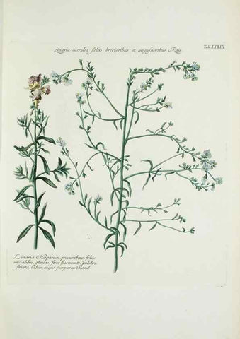 Reproducción/Reproduction 29596512023: Illustrationes florae novae hollandiae, sive icones generum quae in prodromo florae novae hollandiae et insulae van diemen descripsit robertus brown. Londini :Veneunt apud auctorem,1813