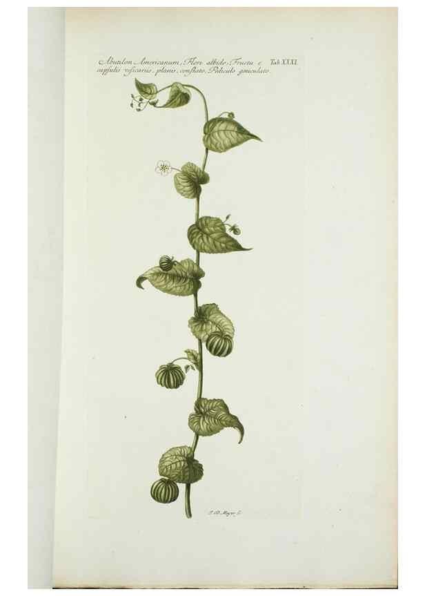 Reproducción/Reproduction 30140583521: Illustrationes florae novae hollandiae, sive icones generum quae in prodromo florae novae hollandiae et insulae van diemen descripsit robertus brown. Londini :Veneunt apud auctorem,1813