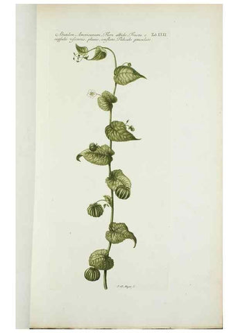 Reproducción/Reproduction 30140583521: Illustrationes florae novae hollandiae, sive icones generum quae in prodromo florae novae hollandiae et insulae van diemen descripsit robertus brown. Londini :Veneunt apud auctorem,1813