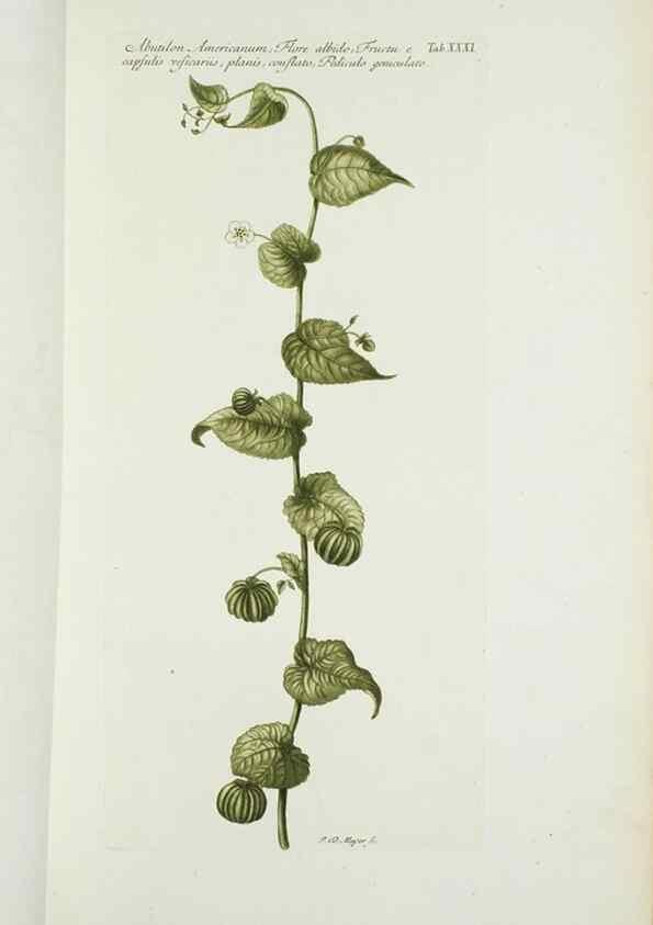 Reproducción/Reproduction 30140583521: Illustrationes florae novae hollandiae, sive icones generum quae in prodromo florae novae hollandiae et insulae van diemen descripsit robertus brown. Londini :Veneunt apud auctorem,1813