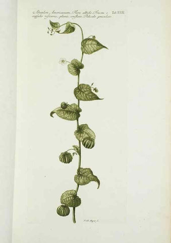 Reproducción/Reproduction 30140583521: Illustrationes florae novae hollandiae, sive icones generum quae in prodromo florae novae hollandiae et insulae van diemen descripsit robertus brown. Londini :Veneunt apud auctorem,1813