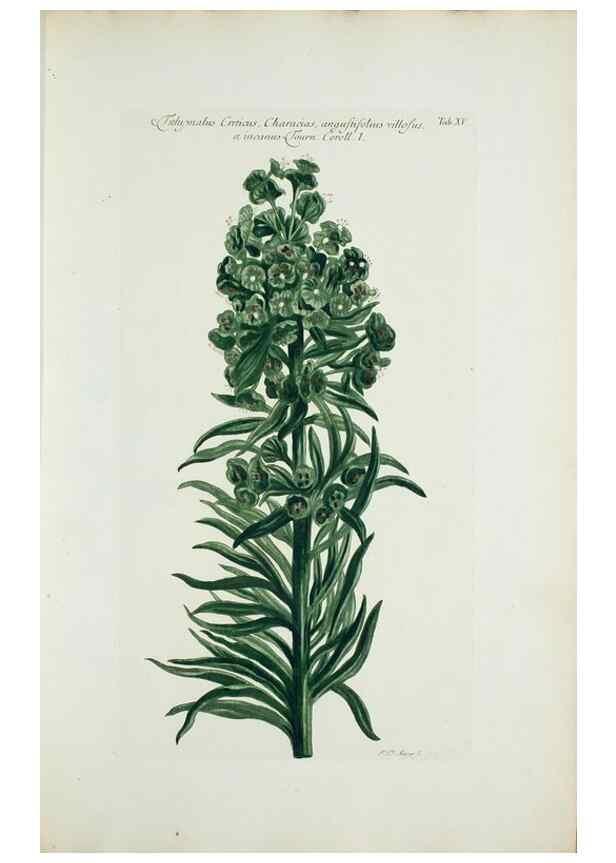 Reproducción/Reproduction 29596456223: Illustrationes florae novae hollandiae, sive icones generum quae in prodromo florae novae hollandiae et insulae van diemen descripsit robertus brown. Londini :Veneunt apud auctorem,1813