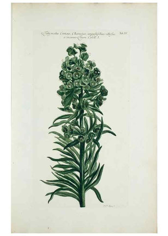 Reproducción/Reproduction 29596456223: Illustrationes florae novae hollandiae, sive icones generum quae in prodromo florae novae hollandiae et insulae van diemen descripsit robertus brown. Londini :Veneunt apud auctorem,1813