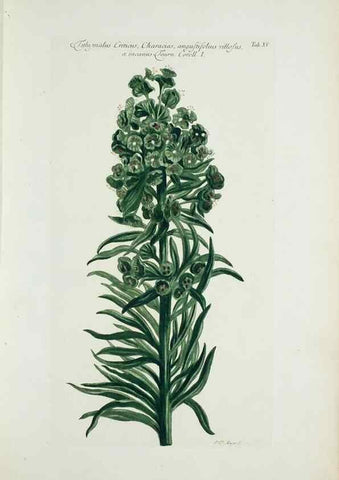 Reproducción/Reproduction 29596456223: Illustrationes florae novae hollandiae, sive icones generum quae in prodromo florae novae hollandiae et insulae van diemen descripsit robertus brown. Londini :Veneunt apud auctorem,1813