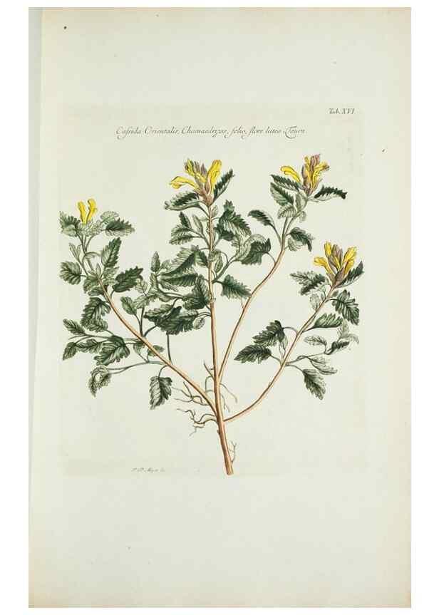 Reproducción/Reproduction 29929597760: Illustrationes florae novae hollandiae, sive icones generum quae in prodromo florae novae hollandiae et insulae van diemen descripsit robertus brown. Londini :Veneunt apud auctorem,1813