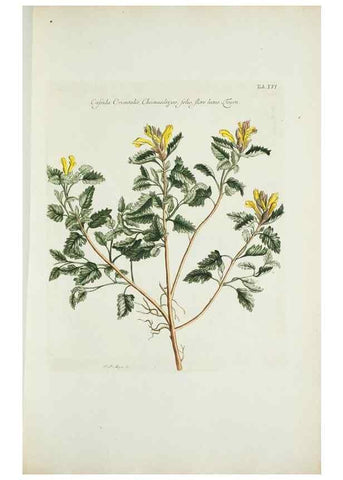 Reproducción/Reproduction 29929597760: Illustrationes florae novae hollandiae, sive icones generum quae in prodromo florae novae hollandiae et insulae van diemen descripsit robertus brown. Londini :Veneunt apud auctorem,1813