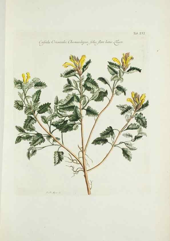 Reproducción/Reproduction 29929597760: Illustrationes florae novae hollandiae, sive icones generum quae in prodromo florae novae hollandiae et insulae van diemen descripsit robertus brown. Londini :Veneunt apud auctorem,1813