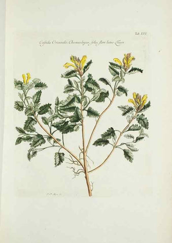 Reproducción/Reproduction 29929597760: Illustrationes florae novae hollandiae, sive icones generum quae in prodromo florae novae hollandiae et insulae van diemen descripsit robertus brown. Londini :Veneunt apud auctorem,1813